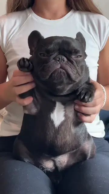 groovyyyy #dance #trend #frenchie #mabelthefrenchie #california 