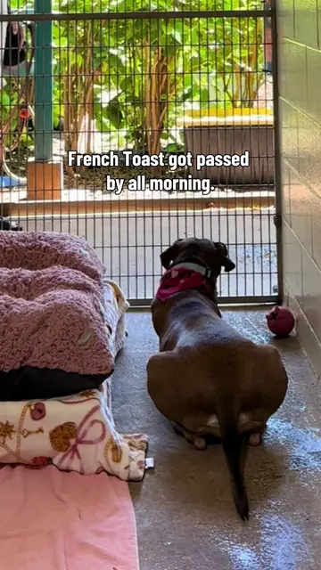 Sweet senior French Toast spent another day getting passed by. She’s been waitin