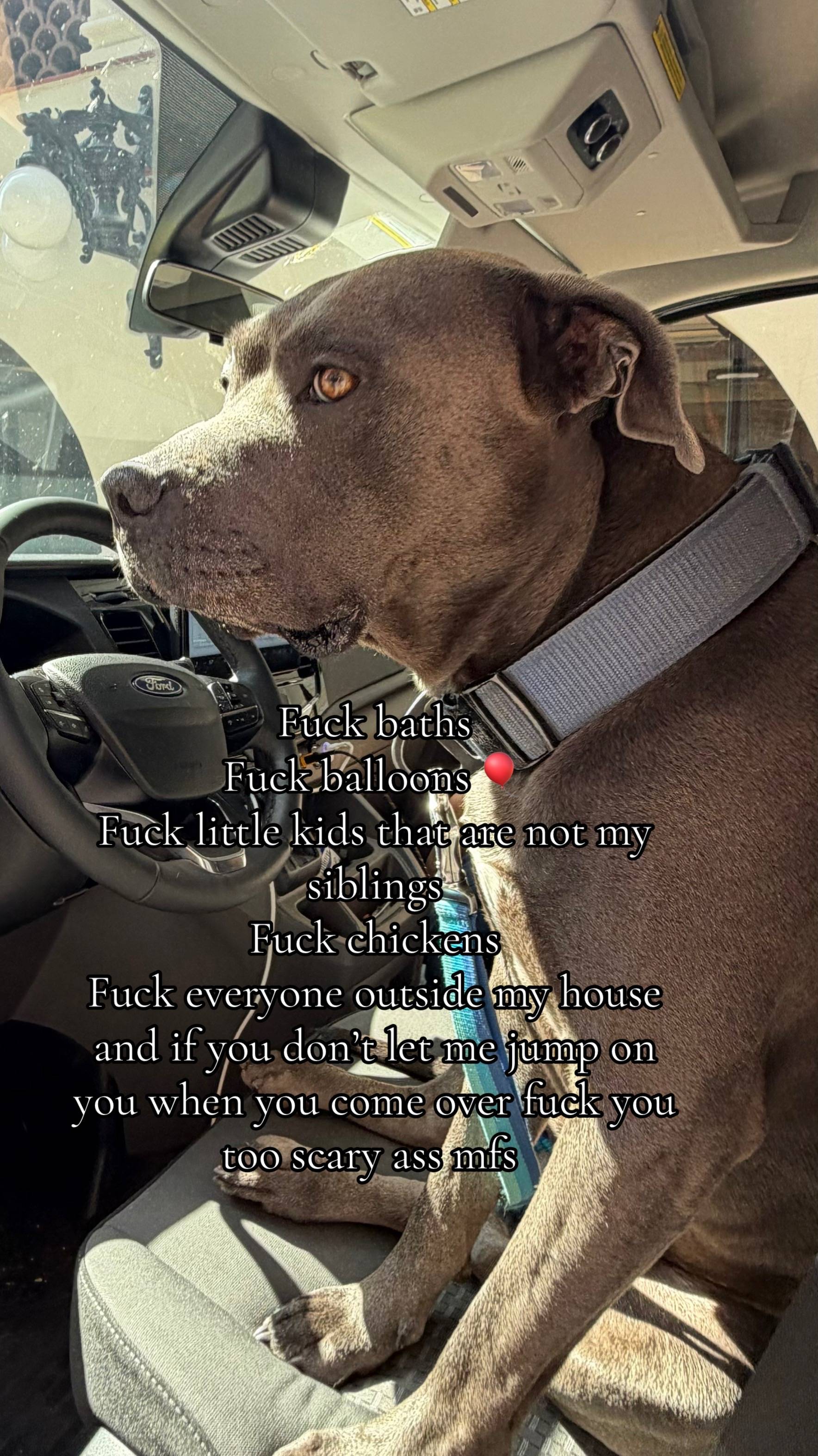 #fyp #trending #pitbull #bluenose 