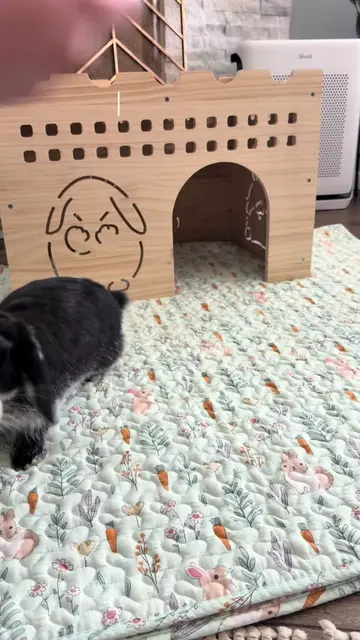 giving my bunnies the Trixie Turn Around toy for the first time. final score: 9-