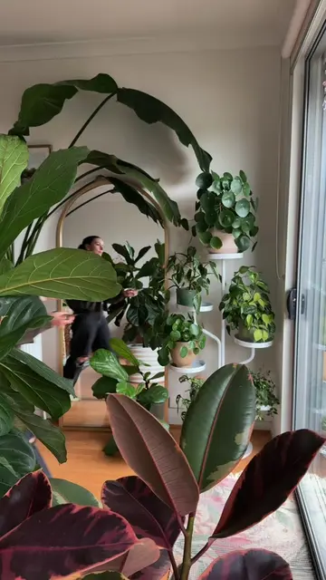 A little Friday pruning 🌿☺️✂️ #pilea #monsterathaiconstellation #asmr #housepla