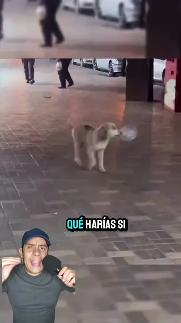 Este perrito sin hogar aprendió a pedir agua con un pequeño botecito 🐶❤️💧 #dog