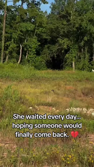 She waited every day… hoping someone would finally come back. 💔 #rescuedog #pet