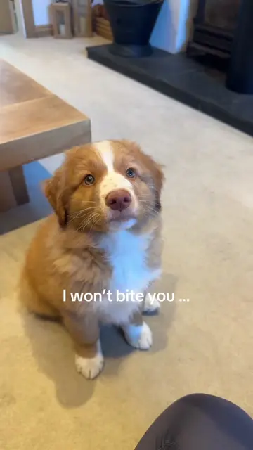 No air jail time was served don’t worry 👩‍⚖️ #novascotiaducktollingretriever #p