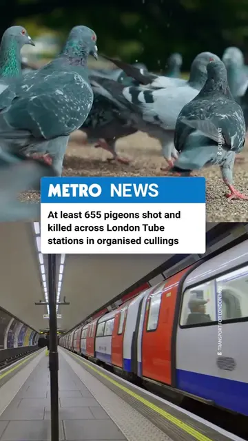 At least 655 pigeons have been shot and killed as part of regular shootings orga