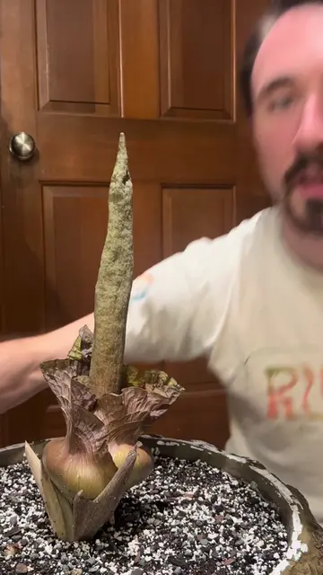 Corpse flower test, kind of… #plants #plantsoftiktok #aroid #project 