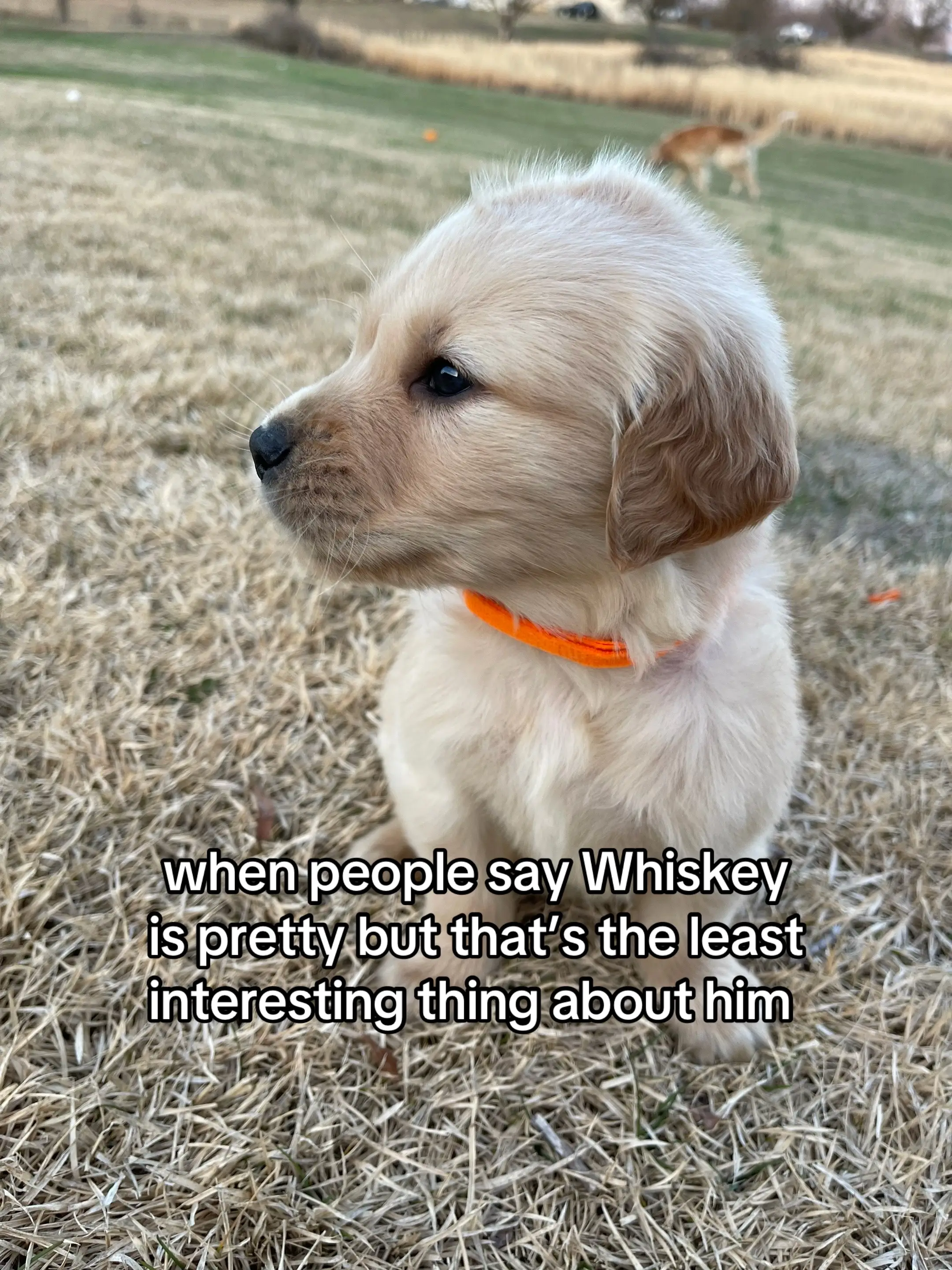 Last one is best one imo #baby #puppiesoftiktok #goldenretriever 