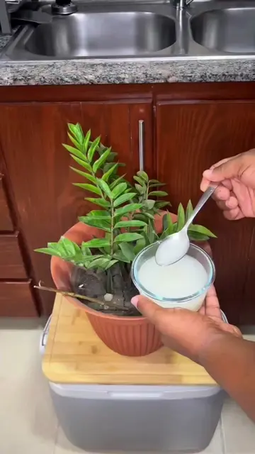 🌱 Powerful Homemade Fertilizer to Help Your Plants Grow Faster & Stronger! #Pla