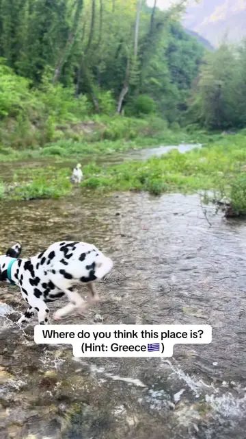 No filters, just plain nature 🌳#dalmatian #dalmatianlover #dogsoftiktok #DogTra