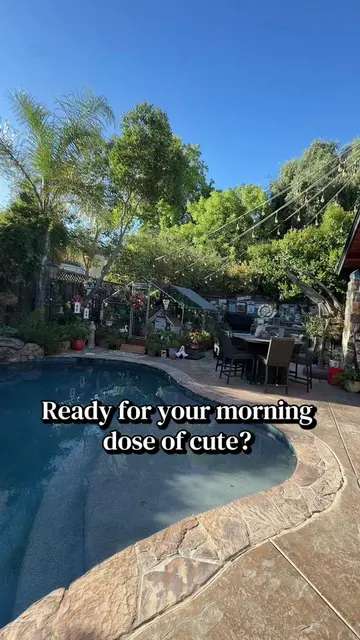 #creatorsearchinsights My favorite part of our mornings is watching these cute l