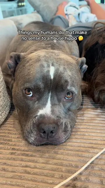 What does your human do that makes no sense? #dogtok #dogsoftikok #dogparents #p