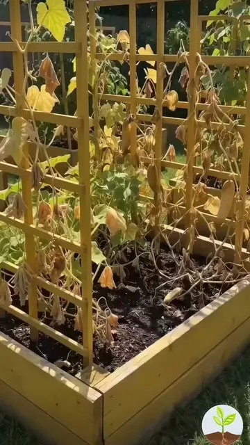 Your cucumbers are done. Pull them out today — because what you plant in that be