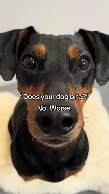 No worse😱🦇#dog #dogsoftiktok #funnydog #doglover #doggo 