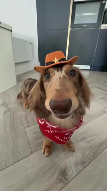 Pt 6. 🤠 🐶 #popipo #drool #miniaturedachshund #dogtok #fyp 