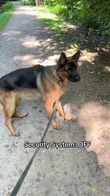 Every German Shepherd ever 😅 #germanshepherd #немецкаяовчарка #Love #dogpack #f
