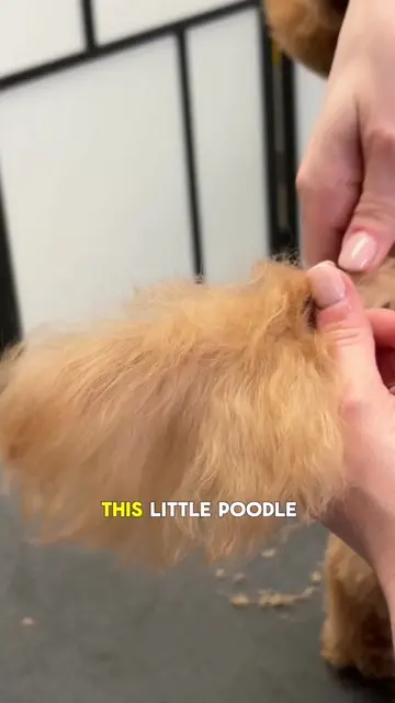 #doggrooming #grooming #dog #dogtok #groomingtips 