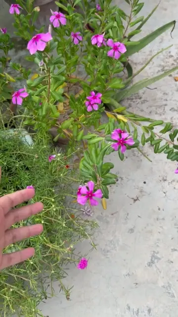 How to Use Garden Secrets Plants Booster? #plantsbooster #organicgardening #howt