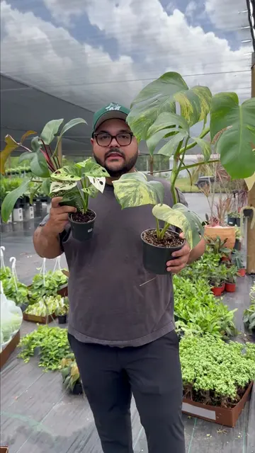 Come and join us!! 7pm est live show! Bogo, deals, discounts  #Houseplants #Indo