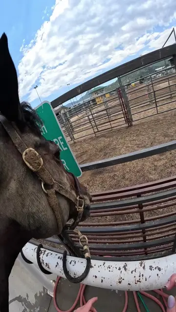 Chacatta NEEDED this bath omg😂 #bathtime #muddy #fypシ #pov #horsegirl 