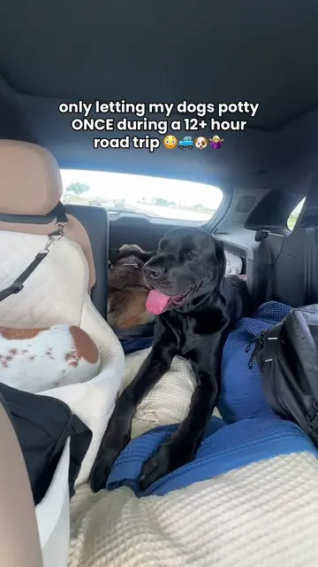 only letting my dogs potty ONCE during a 12+ hour road trip 😳🚙🐶🤷🏼‍♀️ #trave