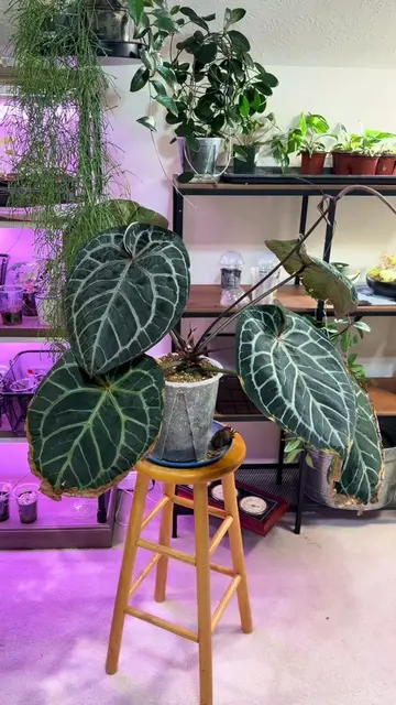 Crossing my #anthurium DocBlock Michelle & Jungle Giant/Lux (again) #plantdaddy 
