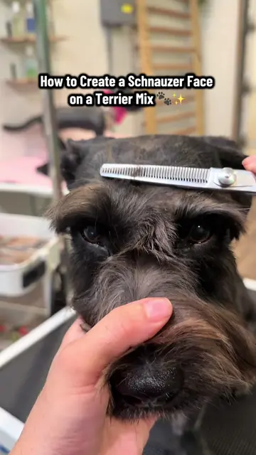 New Style! ✨  . #schnauzer #terrier #doggrooming #doggroomer #dog 