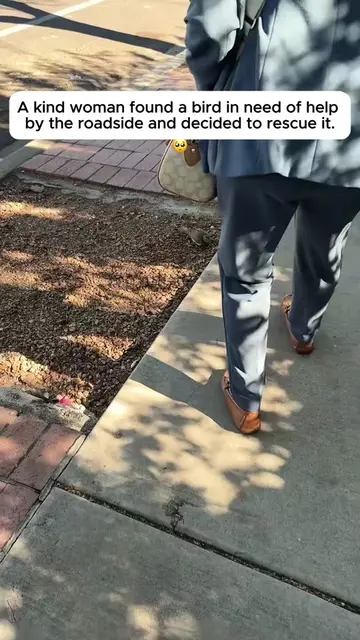 A kind woman found a bird in need of help by the roadside and decided to rescue 