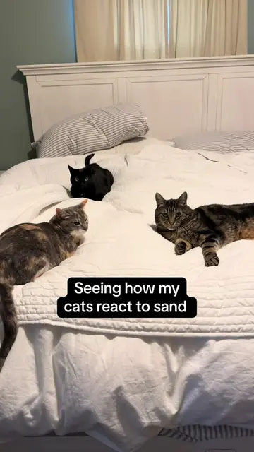 This was worth the mess 😂 #foryou #foryoupage #cats #catsoftiktok #viral 
