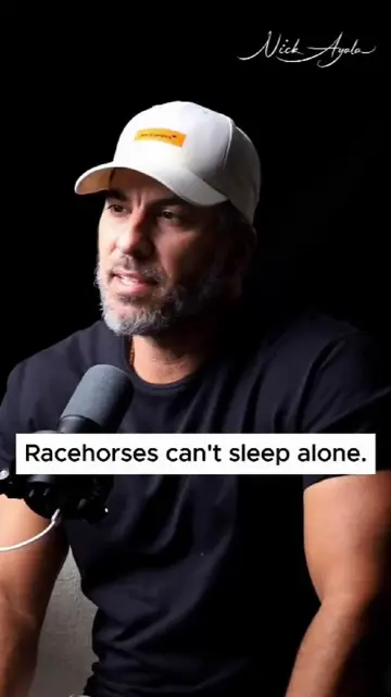 Racehorses can't sleep alone. Trainers put a goat in the stall because champion 