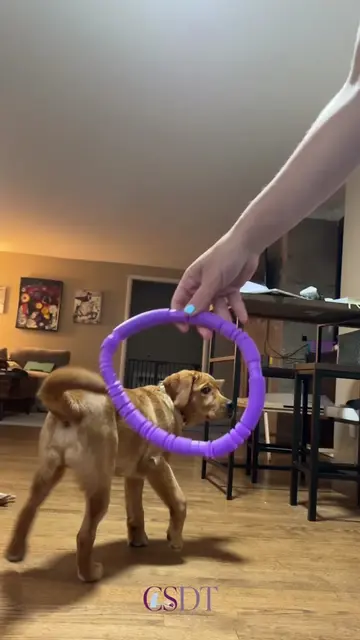 Teaching a service dog, or any dog, to put their head through an item can be ver