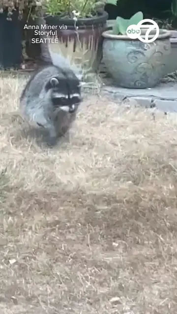 A short-spined raccoon, believed to be internet sensation Jimothy’s father, was 