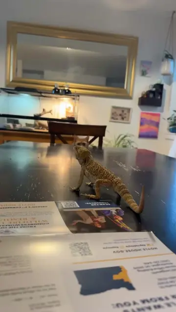 She's so jealous when we get the beardy out to play. #cats #beardeddragon #jealo