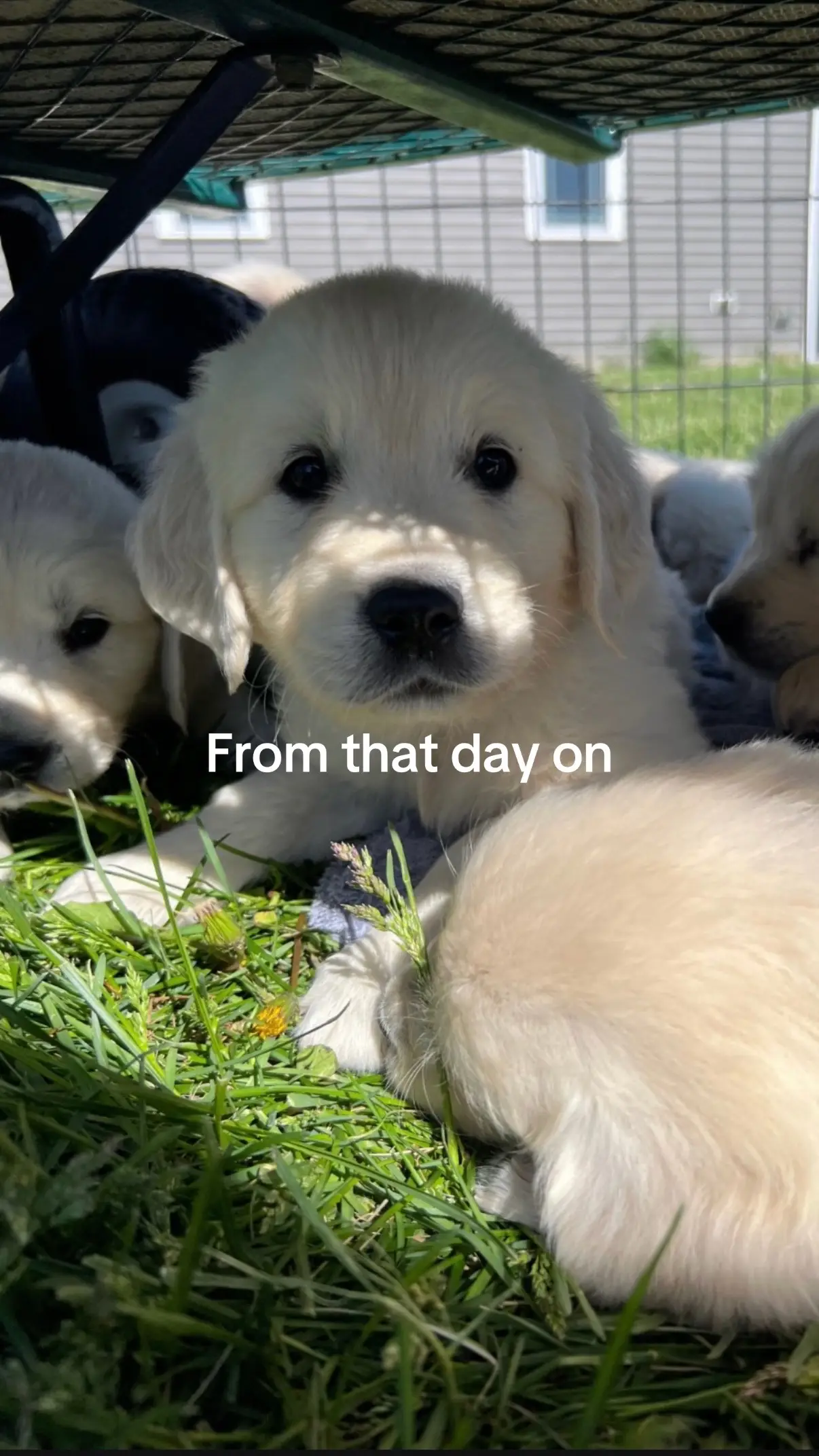 #goldenretriever #pets #puppys #dogmom