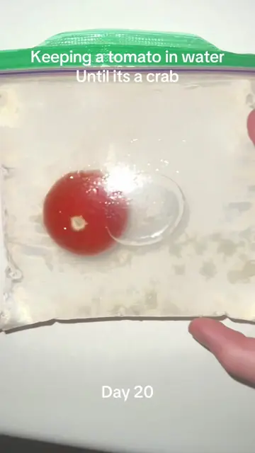 #viralchallenge #pleasedontflop #sciencefun #tomatoinwater #tomatoexperiment 