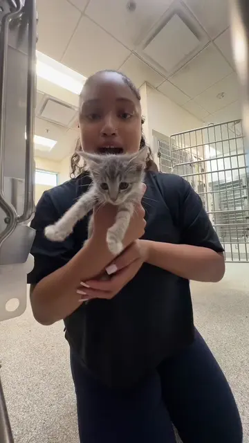 SHES ALMOST HERE ‼️ Part 3 adopting a Cat from the Shelter  #catshelter #newpet 