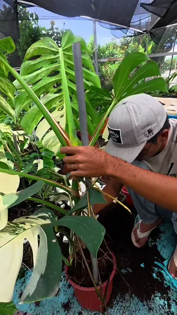 #plants #houseplants  Hôm nay cũng như .  #plantslover #plantasdeinterior #monst