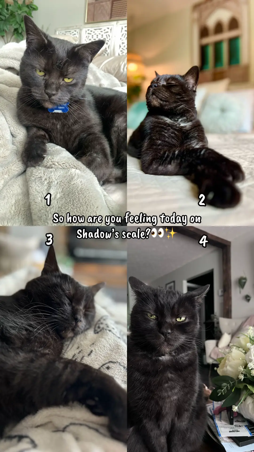 Today’s emotional support comes in four levels of ✨Shadow✨. 1: Don’t talk to me.