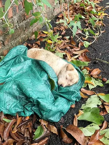 Abandoned puppy in a sack, the puppy's unbelievable transformation after being r