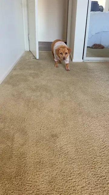 cashew making it hard for me to get anything done around here with all this cute