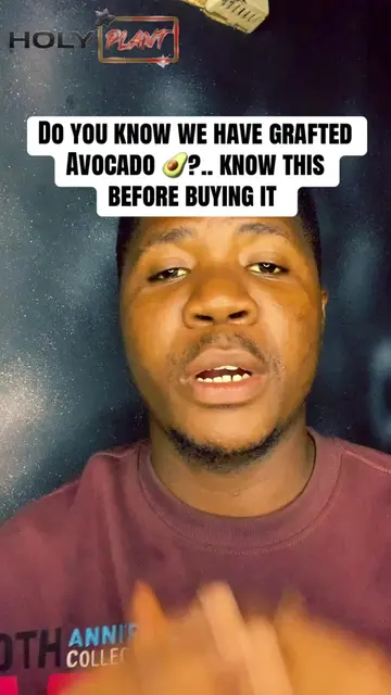 Do you know we have grafted Avocado 🥑?.. know this before buying it #avocado pl