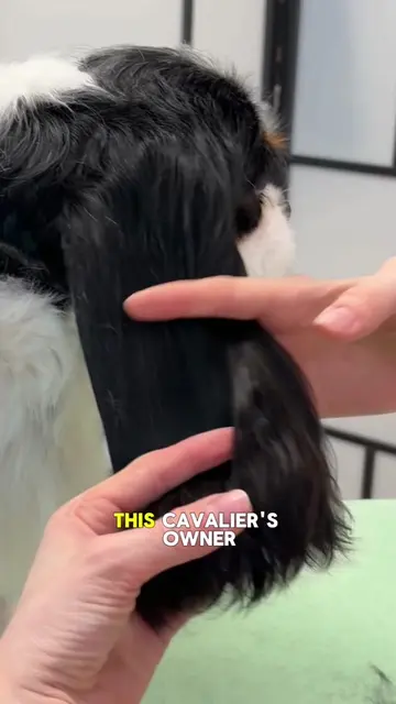 #grooming #groomingtips #doggrooming #dogtok #dog 