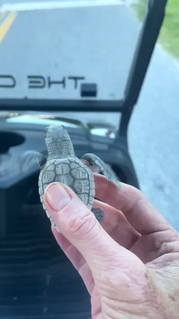 We saved a baby sea turtle!! 🐢 Found him 0.1 miles from the beach headed in the