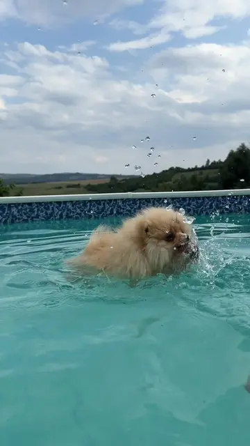 Too fluffy to swim, too brave to quit. 🐶💦 #pomeranian #pomeranianlove #pom #do