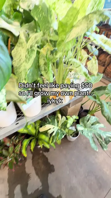 Imagine finding corms poking out the alocasia you like! Yea I’m taking a few 😅 