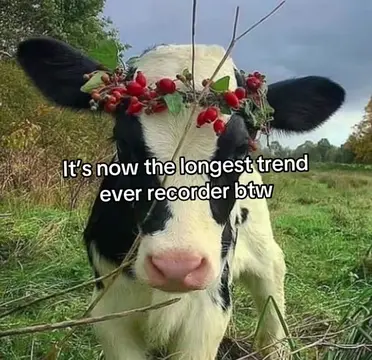 Wake up #cow #photo #trend #wakeup #fyp 