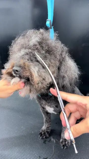 Poodle or Teddy Bear? you choose❤️ #poodle #dogtransformation #satisfyingvideos 