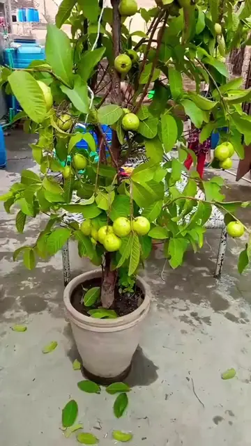How to Use Garden Secrets Plants Booster? #plantsbooster #organicgardening #howt