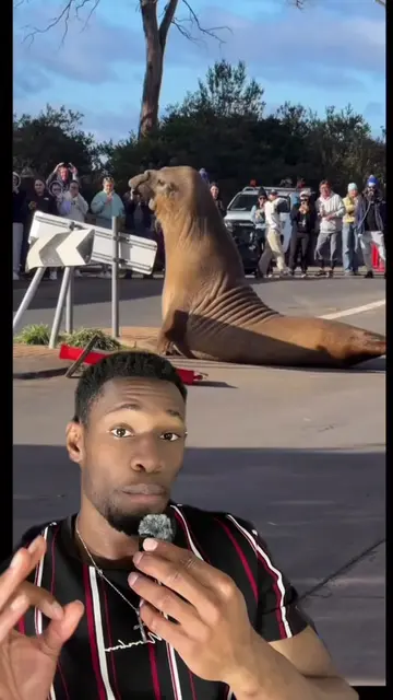 Neil le phoque est une éléphante qui vient chaque année dans une petite ville au