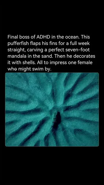 The white-spotted pufferfish (Torquigener albomaculosus) is only about 15 centim