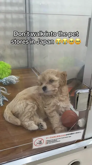 Why are they the cutest assortment of puppies and kittens ever?! #japan #travelj